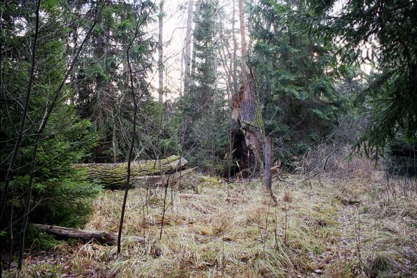 Týniště nad Orlicí, 22.11.2002
Hlinský rybník u Bědovických obor. Prasklý kmen mohutného dubu. V dutině kmene sídlila početná kolonie kovaříka Brachygonus dubius. V trouchnivém dřevě jeho pahýlu byli nalezeni kovaříci Lacon querceus a Ampedus brunnicornis.
Mots-clés: Petrovice nad Orlicí Hlinský rybník Brachygonus dubius Lacon querceus Ampedus brunnicornis