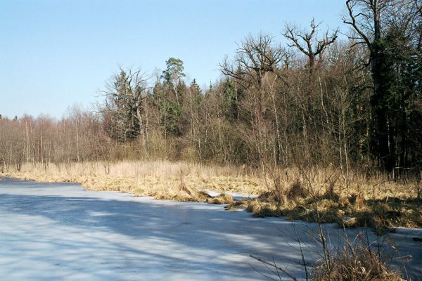 Týniště nad Orlicí, 22.3.2005
Týniště nad Orlicí - bývalá obora. Mohutné duby lemující rybník Rozkoš obývané páchníkem hnědým a mnoha druhy vzácných kovaříků.
Klíčová slova: Týniště nad Orlicí obora rybník Rozkoš Ampedus brunnicornis cardinalis pomonae Elater ferrugineus Lacon guerceus Osmoderma barnabita