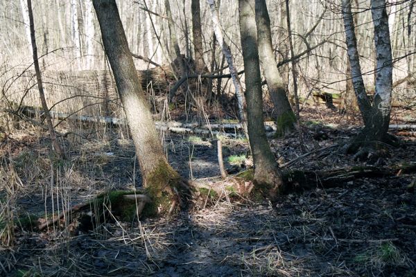 Týniště nad Orlicí, 22.3.2005
Padlý velikán n lese u rybníka Rozkoš - stará olšina s mohutnými kmeny dubů.
Keywords: Týniště nad Orlicí obora rybník Rozkoš Ampedus pomonae