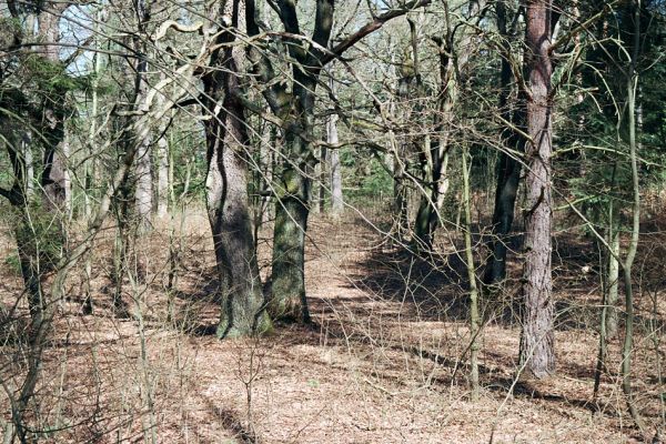 Týniště nad Orlicí, 22.3.2005
U Glorietu. Přirozený porost rezervace, silně poškozený smrkovým náletem.
Schlüsselwörter: Týniště nad Orlicí obora U Glorietu Hypoganus inunctus