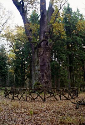 Petrovice nad Orlicí, 23.10.2002
Rezervace U Houkvice. Král dubů. Jeho věk je odhadován na 570 let. 
Klíčová slova: Týniště nad Orlicí Petrovice U Houkvice Ampedus brunnicornis Cardiophorus gramineus