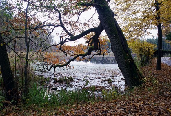 Petrovice nad Orlicí, 23.10.2002
Bývalá týnišťská obora. Lesní rybník Velká Houkvice. Dub ukazuje poutníkům cestu ke králi petrovických dubů.
Schlüsselwörter: Týniště nad Orlicí Petrovice U Houkvice Ampedus brunnicornis Cardiophorus gramineus