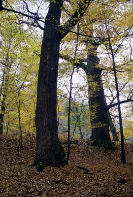 Petrovice nad Orlicí, 23.10.2002
Rezervace U Houkvice. Mohutné duby na hrázi u Velké Houkvice. 
Keywords: Týniště nad Orlicí Osmoderma eremita Ampedus brunnicornis Elater ferrugineus