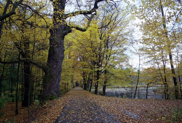 Petrovice nad Orlicí, 23.10.2002
Rezervace U Houkvice. Mohutný dub u Velké Houkvice. V pozadí rybník Prostřední Houkvice.
Mots-clés: Týniště nad Orlicí Petrovice U Houkvice Osmoderma barnabita Elater ferrugineus Ampedus brunnicornis