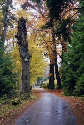 Petrovice nad Orlicí, 23.10.2002
Rezervace U Houkvice. Mrtvý buk u Velké Houkvice. 
Schlüsselwörter: Týniště nad Orlicí Petrovice U Houkvice