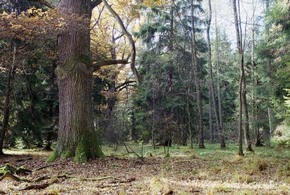 Petrovice nad Orlicí, 23.10.2002
Rezervace U Houkvice. Mohutný dub u Velké Houkvice. Smrkový nálet ničí mimořádnou botanickou hodnotu rezervace.
Mots-clés: Týniště nad Orlicí Petrovice U Houkvice Velká Houkvice Osmoderma barnabita