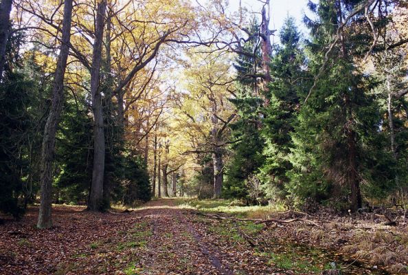 Petrovice nad Orlicí, 23.10.2002
Rezervace U Houkvice. Dubová alej u Velké Houkvice. Biotop páchníka hnědého a mnoha druhů vzácných kovaříků. Nesmí dopadnout jako jejich bratři v Chlumecké bažantnici.
Keywords: Týniště nad Orlicí Petrovice U Houkvice Velká Houkvice Osmoderma barnabita Hypoganus inunctus