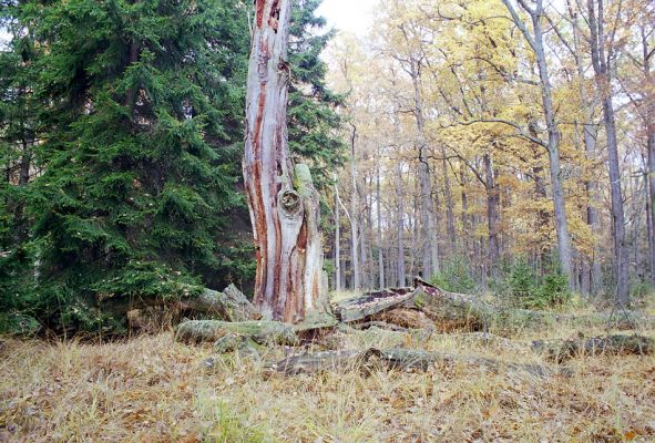 Petrovice nad Orlicí, 23.10.2002
Rezervace U Houkvice. Mrtvý dub u Prostřední Houkvice.
Mots-clés: Týniště nad Orlicí Petrovice U Houkvice Prostřední Houkvice Ampedus cardinalis Lacon querceus