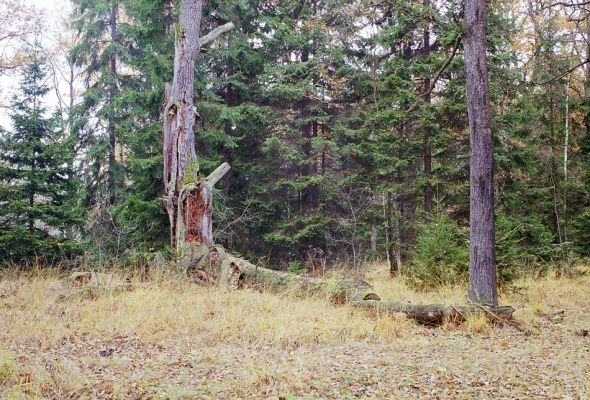 Petrovice nad Orlicí, 23.10.2002
Rezervace U Houkvice. Mrtvý dub u Prostřední Houkvice. 
Klíčová slova: Týniště nad Orlicí Petrovice U Houkvice Prostřední Houkvice Ampedus cardinalis Lacon querceus