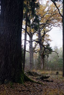 Petrovice nad Orlicí, 23.10.2002
Dubový háj v blízkosti rezervace U Houkvice. Biotop páchníka hnědého a mnoha druhů vzácných kovaříků. 
Klíčová slova: Týniště nad Orlicí Petrovice U Houkvice Osmoderma eremita Ampedus brunnicornis cardinalis Lacon querceus