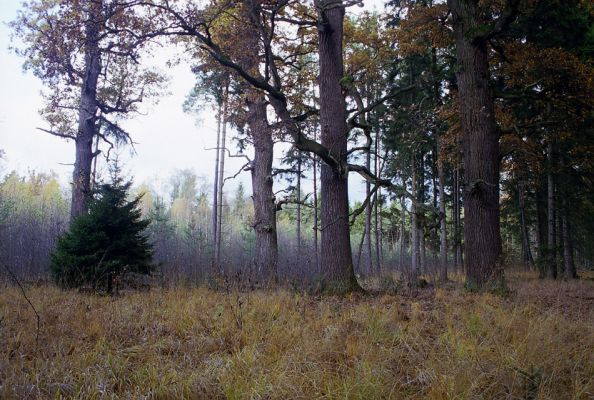 Petrovice nad Orlicí, 23.10.2002
Dubový háj v blízkosti rezervace U Houkvice. Biotop páchníka hnědého a mnoha druhů vzácných kovaříků. 
Mots-clés: Týniště nad Orlicí Petrovice U Houkvice Osmoderma eremita Ampedus brunnicornis cardinalis Lacon querceus