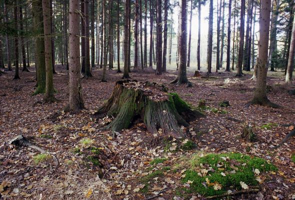 Petrovice nad Orlicí, 23.10.2002
V sousedství rezervace U Houkvice. Ukázka degenerace českého lesnictví.
Klíčová slova: Týniště nad Orlicí Petrovice U Houkvice