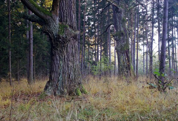 Petrovice nad Orlicí, 23.10.2002
Dubový háj v blízkosti rezervace U Houkvice. Biotop páchníka hnědého a mnoha druhů vzácných kovaříků. 
Klíčová slova: Týniště nad Orlicí Petrovice U Houkvice Osmoderma eremita Ampedus brunnicornis cardinalis Lacon querceus