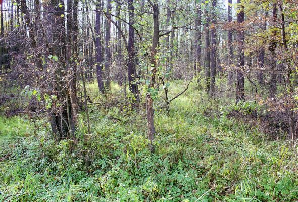 Petrovice nad Orlicí, 23.10.2002
Rezervace U Houkvice. Mladá olšina u hráze Velké Houkvice.
Keywords: Týniště nad Orlicí Petrovice U Houkvice Velká Houkvice