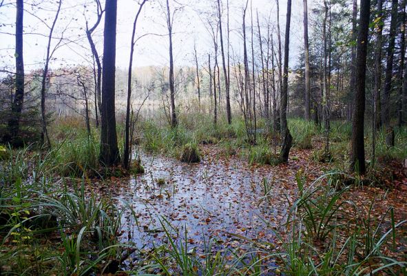 Petrovice nad Orlicí, 23.10.2002
Rezervace U Houkvice. Lesní rybník Velká Houkvice.
Klíčová slova: Týniště nad Orlicí Petrovice U Houkvice Velká Houkvice