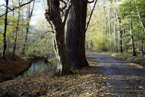 Týniště nad Orlicí, 23.10.2002
Bývalá týnišťská obora. Lesní asfaltka u vodního náhonu v blízkosti lesního rybníka Rozkoš.
Schlüsselwörter: Týniště nad Orlicí obora