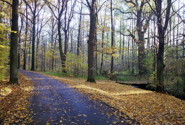 Týniště nad Orlicí, 23.10.2002
Bývalá týnišťská obora. Lesní asfaltka u vodního náhonu v blízkosti lesního rybníka Rozkoš. Vyhledávaná trasa výletů - lesní spojnice mezi Třebechovicemi pod Orebem a Týništěm nad Orlicí.
Schlüsselwörter: Týniště nad Orlicí obora Ampedus brunnicornis cardinalis Elater ferrugineus Osmoderma barnabita