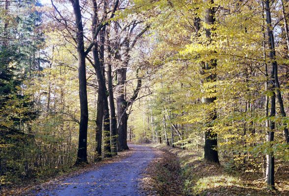 Týniště nad Orlicí, 23.10.2002
Bývalá týnišťská obora. Lesní asfaltka v blízkosti lesního rybníka Rozkoš. 
Mots-clés: Týniště nad Orlicí obora