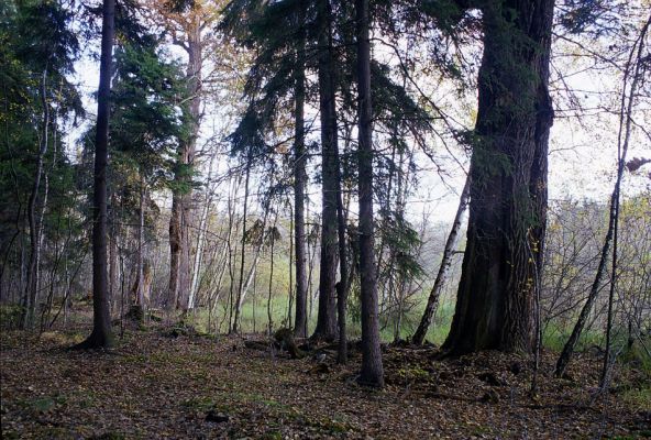 Týniště nad Orlicí, 23.10.2002
Bývalá týnišťská obora. Umírající duby u lesního rybníka Rozkoš. Biotop páchníka hnědého a mnoha druhů vzácných kovaříků.
Klíčová slova: Týniště nad Orlicí obora rybník Rozkoš Hypoganus inunctus Ampedus brunnicornis cardinalis Elater ferrugineus Lacon guerceus Brachygonus dubius Osmoderma barnabita