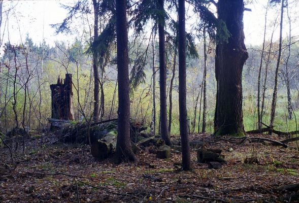 Týniště nad Orlicí, 23.10.2002
Bývalá týnišťská obora. Umírající duby u lesního rybníka Rozkoš. Biotop páchníka hnědého a mnoha druhů vzácných kovaříků.
Schlüsselwörter: Týniště nad Orlicí obora rybník Rozkoš Hypoganus inunctus Ampedus brunnicornis cardinalis Elater ferrugineus Lacon guerceus Brachygonus dubius Osmoderma barnabita