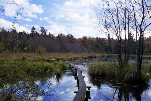 Týniště nad Orlicí, 23.10.2002
Bývalá týnišťská obora - lesní rybník Rozkoš. Duby u jeho břehů jsou biotopem páchníka hnědého a mnoha druhů vzácných kovaříků. 
Klíčová slova: Týniště nad Orlicí obora rybník Rozkoš Hypoganus inunctus Ampedus brunnicornis cardinalis pomonae Elater ferrugineus Lacon guerceus Brachygonus dubius Osmoderma barnabita