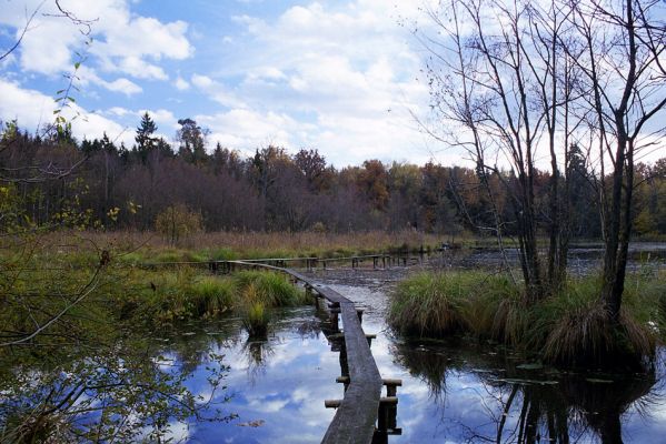 Týniště nad Orlicí, 23.10.2002
Bývalá týnišťská obora - lesní rybník Rozkoš. Duby u jeho břehů jsou biotopem páchníka hnědého a mnoha druhů vzácných kovaříků. 
Klíčová slova: Týniště nad Orlicí obora rybník Rozkoš Hypoganus inunctus Ampedus brunnicornis cardinalis pomonae Elater ferrugineus Lacon guerceus Brachygonus dubius Osmoderma barnabita