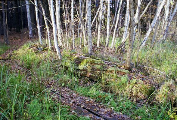 Týniště nad Orlicí, 23.10.2002
Bývalá týnišťská obora. Padlý trouchnivý kmen na břehu rybníka Rozkoš. Biotop kovaříka Ampedus pomonae.
Keywords: Týniště nad Orlicí obora rybník Rozkoš Ampedus pomonae