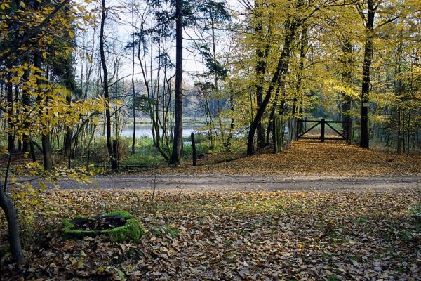 Týniště nad Orlicí, 23.10.2002
Bývalá týnišťská obora. Vstup na na hráz lesního rybníka Rozkoš. Vlevo dole pařez dubu, kdysi obývaného kovaříky Lacon querceus.
Mots-clés: Týniště nad Orlicí obora rybník Rozkoš Lacon querceus