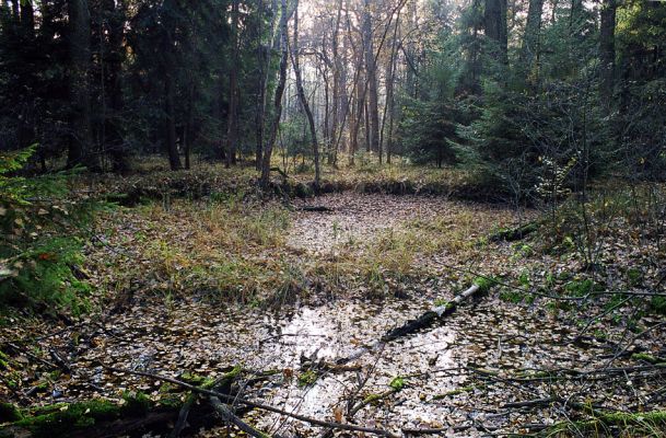 Týniště nad Orlicí, 23.10.2002
Bývalá týnišťská obora. Vysychající tůň v blízkosti lesního rybníka Rozkoš.
Schlüsselwörter: Týniště nad Orlicí obora rybník Rozkoš Paraphotistus nigricornis