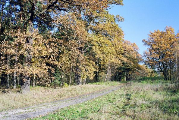 Týniště nad Orlicí, 23.10.2002
Dubová alej na okraji bývalé týnišťské obory mezi Týništěm nad Orlicí a petrovickou hájovnou, nedaleko od lesního rybníka Rozkoš. 
Klíčová slova: Týniště nad Orlicí Osmoderma eremita Ampedus brunnicornis cardinalis Elater ferrugineus