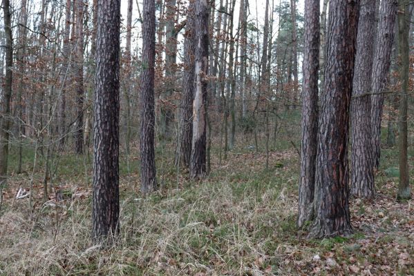 Týniště nad Orlicí, 29.12.2020
Les u písáku U dubu. 
Klíčová slova: Týniště nad Orlicí les u písáku U dubu