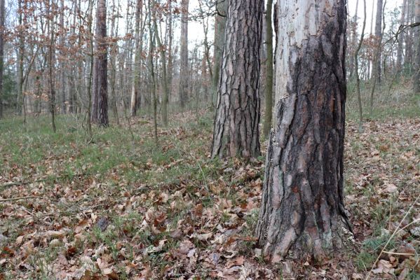 Týniště nad Orlicí, 29.12.2020
Les u písáku U dubu. Borovice napadené houbou Trichaptum fuscoviolaceum - biotop Zilora obscura.
Keywords: Týniště nad Orlicí les u písáku U dubu Zilora obscura