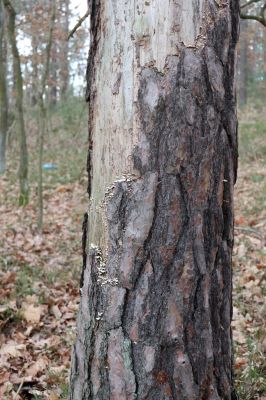 Týniště nad Orlicí, 29.12.2020
Les u písáku U dubu. Borovice napadené houbou Trichaptum fuscoviolaceum - biotop Zilora obscura.
Klíčová slova: Týniště nad Orlicí les u písáku U dubu Zilora obscura