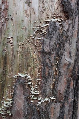 Týniště nad Orlicí, 29.12.2020
Les u písáku U dubu. Borovice napadené houbou Trichaptum fuscoviolaceum - biotop Zilora obscura.
Schlüsselwörter: Týniště nad Orlicí les u písáku U dubu Zilora obscura