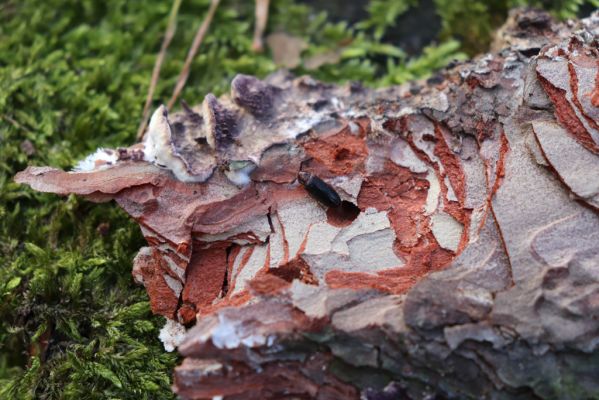 Týniště nad Orlicí, 29.12.2020
Les u písáku U dubu. Imago Zilora obscura u kukelní kolébky.
Mots-clés: Týniště nad Orlicí les u písáku U dubu Zilora obscura