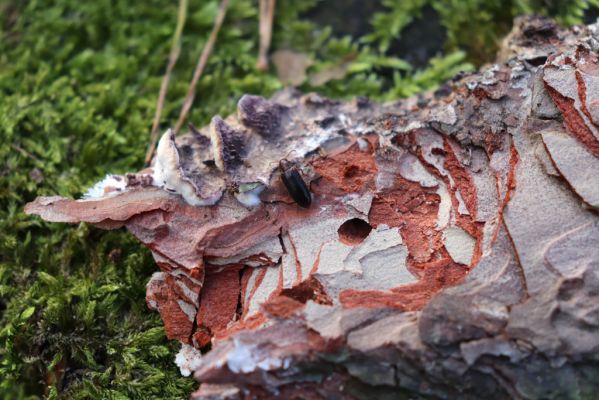 Týniště nad Orlicí, 29.12.2020
Les u písáku U dubu. Imago Zilora obscura u kukelní kolébky.
Klíčová slova: Týniště nad Orlicí les u písáku U dubu Zilora obscura