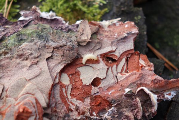 Týniště nad Orlicí, 29.12.2020
Les u písáku U dubu. Larva Zilora obscura.
Klíčová slova: Týniště nad Orlicí les u písáku U dubu Zilora obscura