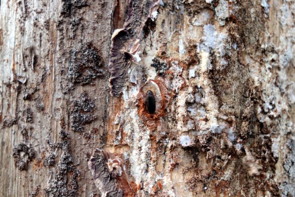 Týniště nad Orlicí, 29.12.2020
Les u písáku U dubu. Imago Zilora obscura u kukelní kolébky.
Klíčová slova: Týniště nad Orlicí les u písáku U dubu Zilora obscura