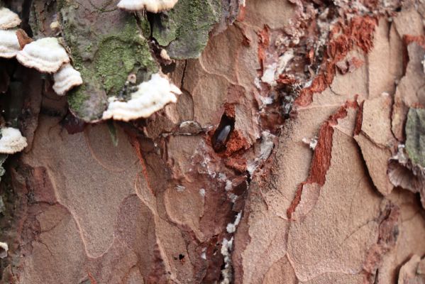 Týniště nad Orlicí, 29.12.2020
Les u písáku U dubu. Imago Zilora obscura v kukelní kolébce.
Schlüsselwörter: Týniště nad Orlicí les u písáku U dubu Zilora obscura