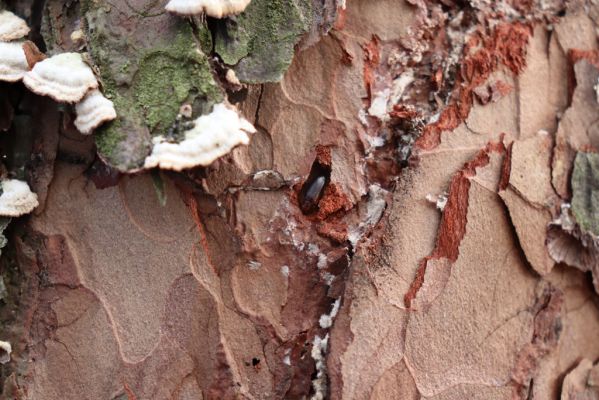 Týniště nad Orlicí, 29.12.2020
Les u písáku U dubu. Imago Zilora obscura v kukelní kolébce.
Mots-clés: Týniště nad Orlicí les u písáku U dubu Zilora obscura