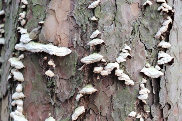 Týniště nad Orlicí, 29.12.2020
Les u písáku U dubu. Borovice napadené houbou Trichaptum fuscoviolaceum - biotop Zilora obscura.
Klíčová slova: Týniště nad Orlicí les u písáku U dubu Zilora obscura