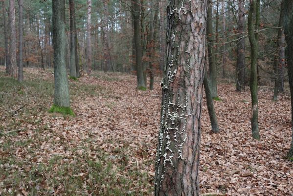 Týniště nad Orlicí, 29.12.2020
Les u písáku U dubu. Borovice napadené houbou Trichaptum fuscoviolaceum - biotop Zilora obscura.
Klíčová slova: Týniště nad Orlicí les u písáku U dubu Zilora obscura