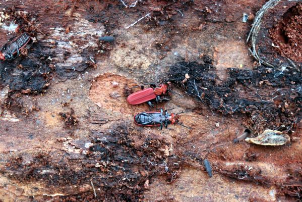 Týniště nad Orlicí, 29.12.2020
Les u písáku U dubu. Imaga Cucujus cinnaberinus.
Klíčová slova: Týniště nad Orlicí les u písáku U dubu Cucujus cinnaberinus