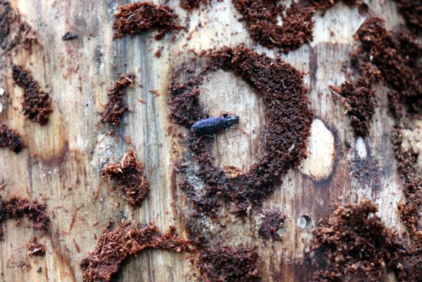 Týniště nad Orlicí, 29.12.2020
Les u písáku U dubu. Imago Pytho depressus v kukelní kolébce.
Mots-clés: Týniště nad Orlicí les u písáku U dubu Pytho depressus