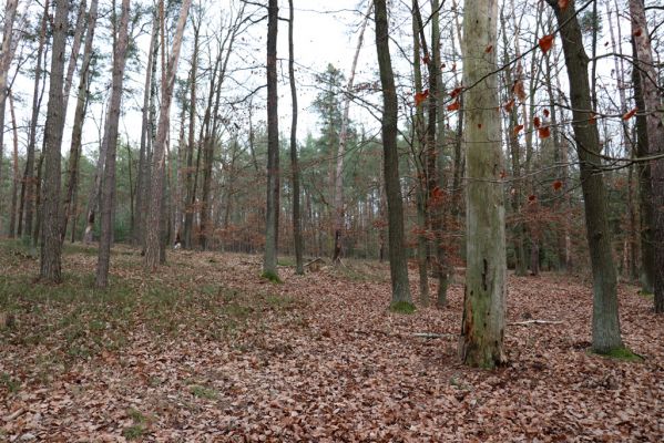 Týniště nad Orlicí, 29.12.2020
Les u písáku U dubu. 
Keywords: Týniště nad Orlicí les u písáku U dubu