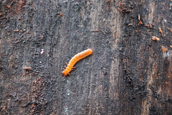 Týniště nad Orlicí, 29.12.2020
U Glorietu, larva Cucujus cinnaberinus.
Keywords: Týniště nad Orlicí U Glorietu Cucujus cinnaberinus