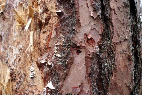 Týniště nad Orlicí, 29.12.2020
U Glorietu. Imago Zilora obscura v kukelní kolébce.
Schlüsselwörter: Týniště nad Orlicí U Glorietu Zilora obscura