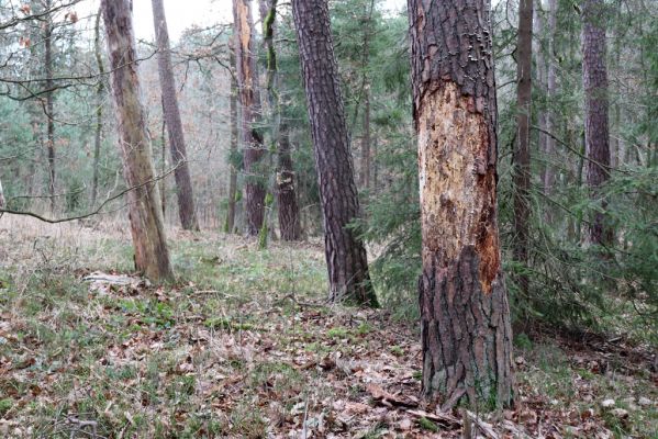 Týniště nad Orlicí, 29.12.2020
U Glorietu.
Klíčová slova: Týniště nad Orlicí U Glorietu Zilora obscura