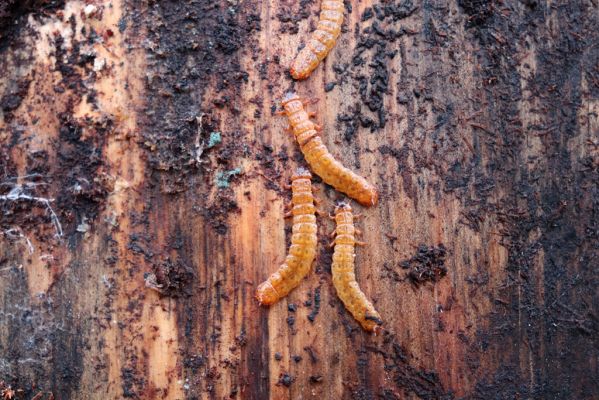 Týniště nad Orlicí, 29.12.2020
Petrovičky, les u obory Bědovice. Larvy Cucujus cinnaberinus.
Keywords: Týniště nad Orlicí Petrovičky les u obory Cucujus cinnaberinus