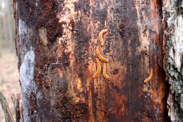 Týniště nad Orlicí, 29.12.2020
Petrovičky, les u obory Bědovice. Larvy Cucujus cinnaberinus.
Schlüsselwörter: Týniště nad Orlicí Petrovičky les u obory Cucujus cinnaberinus